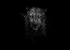 Leopard emerging from the dark | SV Partners