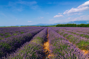 Lavender Fields - SV Partners